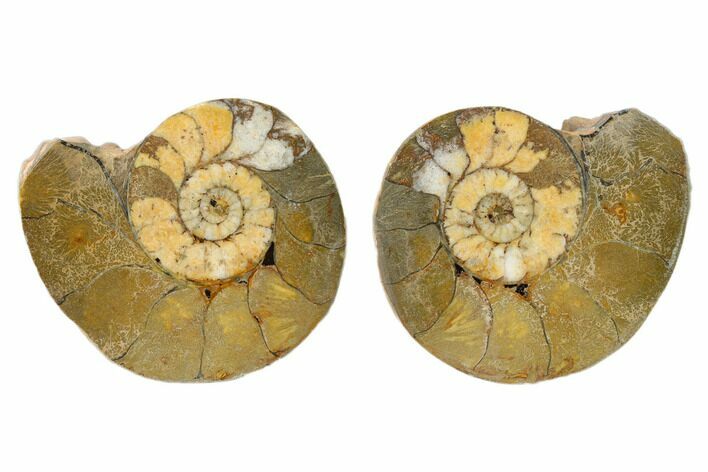 Sliced, Iron Replaced Fossil Ammonite - Morocco #138018